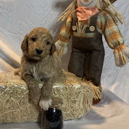 Black Collar Standard Poodle - Red  male Poodle puppy in Murrayville, Georgia from Spoiled Rotten Kennels