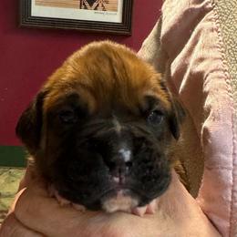 Violet - Fawn female Boxer puppy in Elyria, Ohio from Just-A-Wyn Boxers