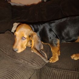Basset Hound Puppies from MGA Basset Hound