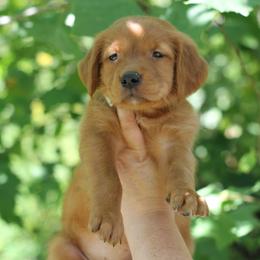 Teal - Dark golden female Golden Retriever puppy in Lucasville, Ohio from Trusting Hearts Kennel