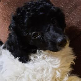 Aussiedoodles, Miniature American Shepherds, and Poodles from Deer Run Farm