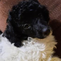 Aussiedoodles, Miniature American Shepherds, and Poodles from Deer Run Farm