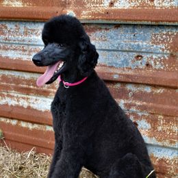 Annabelle - Poodle
