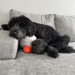 Bernedoodle and Goldendoodle All Grown Up from A.N.A. Doodles