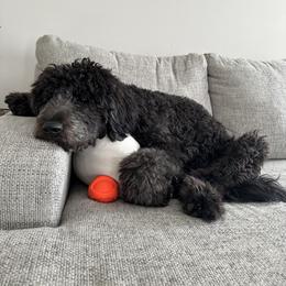 Bernedoodle and Goldendoodle All Grown Up from A.N.A. Doodles