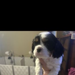 Cavalier King Charles Spaniel Puppies from AKC Cavalier King Charles spaniel Brenda’s puppies