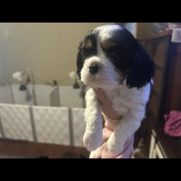 Cavalier King Charles Spaniel Puppies from AKC Cavalier King Charles spaniel Brenda’s puppies