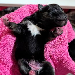 Girl 2 - Black and tan female Lapponian Herder puppy in Prattsburgh, New York from Maalattu Koirankoppi Lapponian Herders