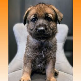Orange - Sable male German Shepherd puppy in Maricopa, Arizona from Royalty German Shepherds