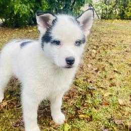 Pomsky Puppies from Periwinkle Pomskies