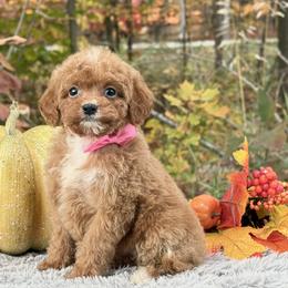 Cavapoo puppies from Northern’s Cute Cuddly Cava Poos