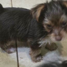 French Bulldog puppies from Yorkies Living in Virginia