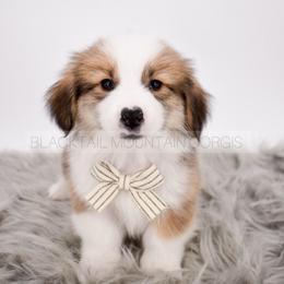Shade - Red male Pembroke Welsh Corgi puppy in Santaquin, Utah from Blacktail Mountain Corgis