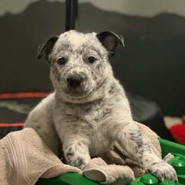 Bachelor Button - Blue mottled male Australian Cattle Dog puppy in Monterey, Tennessee from Quarter Acre Farms