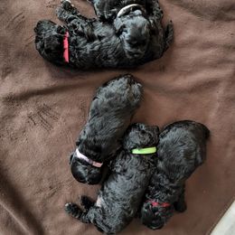 Goldendoodle Puppies from Haven Goldendoodles