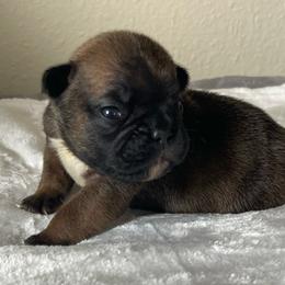 Blue Boy Bravo - Fawn and white male French Bulldog puppy in Spanaway, Washington from Beloved Frenchies