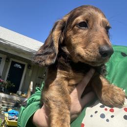 Dachshund Puppies from Dashing Doxie’s