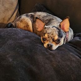 Leia - Chihuahua