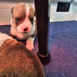 Rex - Red male Pembroke Welsh Corgi puppy in Walnut, Iowa from Michelle's House of Corgi's