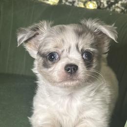 Bandit - Merle male Chihuahua puppy in Northboro, Iowa from So Sweet Chihuahuas