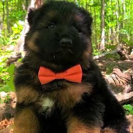 Orange Collar - Male - Black and red male German Shepherd puppy in Charlotte, North Carolina from Zuflucht K9s