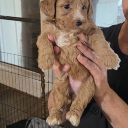 Rosie - Red female Bernedoodle puppy in Milton, Florida from Sutton Place Doodles