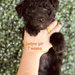 Pumi Puppies from Pimasz Kutya Kennel