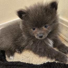 Boy 2 - Blue sable male Pomeranian puppy in Wilder, Idaho from Mary's Pomeranians