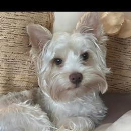 Bentley - Chocolate, tan and white male Yorkshire Terrier puppy in Calhoun, Georgia from Peach State Yorkies