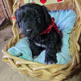 Boy 2 - Black and tan male Corgipoo puppy in Junction, Utah from Sugar Doodles
