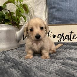 Cooper - Cream male Dachshund puppy in Stilwell, Oklahoma from B & K Dachshunds