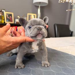 Girl 2 purple - Blue female French Bulldog puppy in Bolingbrook, Illinois from Flores Frenchies