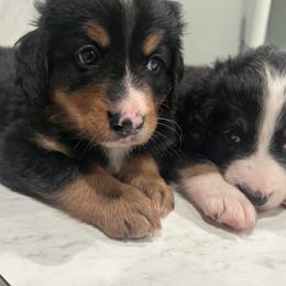 Bernedoodle Puppies from Cove Creek Companions