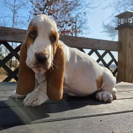 Truvy 2700.00 - Red and white female Basset Hound puppy in Denison, Texas from Emma Lou's Baby Bassets