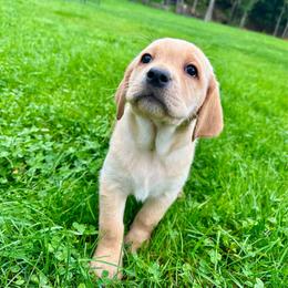 Raya - Yellow female Labrador Retriever puppy in Grand Gorge, New York from Mountain View Labrador Retrievers