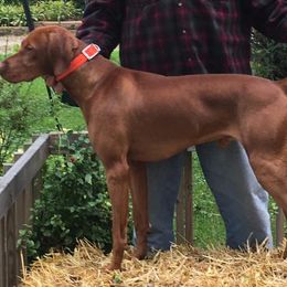 Vizslas from Rolling Amber Vizslas