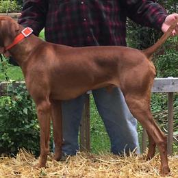 Vizslas from Rolling Amber Vizslas