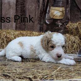 Miss Pink - Parti female Goldendoodle puppy in Lebanon, Pennsylvania from Robertson's Retrievers and Doodles
