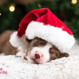 Glow - Red tri-color female Australian Shepherd puppy in Woodford, Virginia from Skyborne Australian Shepherds