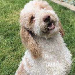 Australian Labradoodles and Goldendoodles from Cali Dream Doodles
