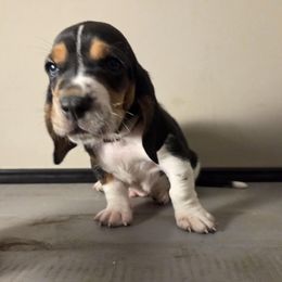 Knox 2140 - Black white and brown male Basset Hound puppy in Denison, Texas from Emma Lou's Baby Bassets