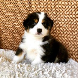 Australian Shepherd Puppies from Pine Grove Aussies