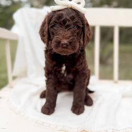 Chai - Chocolate female Goldendoodle puppy in Ooltewah, Tennessee from Allison Family Doodles