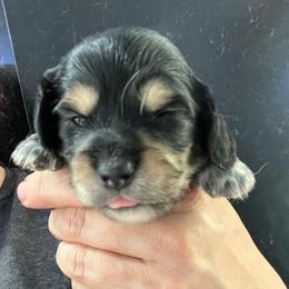 Kohlrabi - Black and cream male Dachshund puppy in Bigfork, Minnesota from Dachshunds Up North