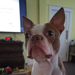 Blue - Brindle and white male Boston Terrier puppy in Omaha, Illinois from Puppi Guppies