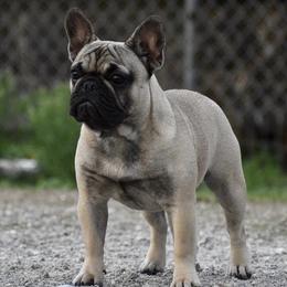 French Bulldogs from Bred Winner Bullies