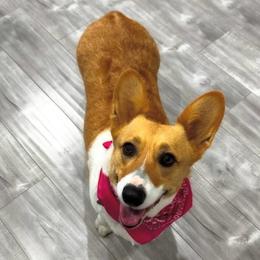 Loafie - Pembroke Welsh Corgi