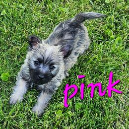 Girl pink - Wheaten female Cairn Terrier puppy in Lore City, Ohio from Loves Kennel