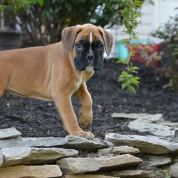 Boxer Puppies from Euro Boxx Boxers