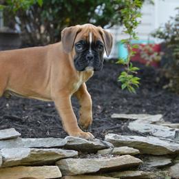 Boxer Puppies from Euro Boxx Boxers